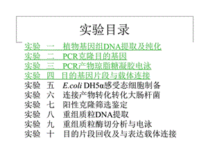 分子生物学实验课件.ppt