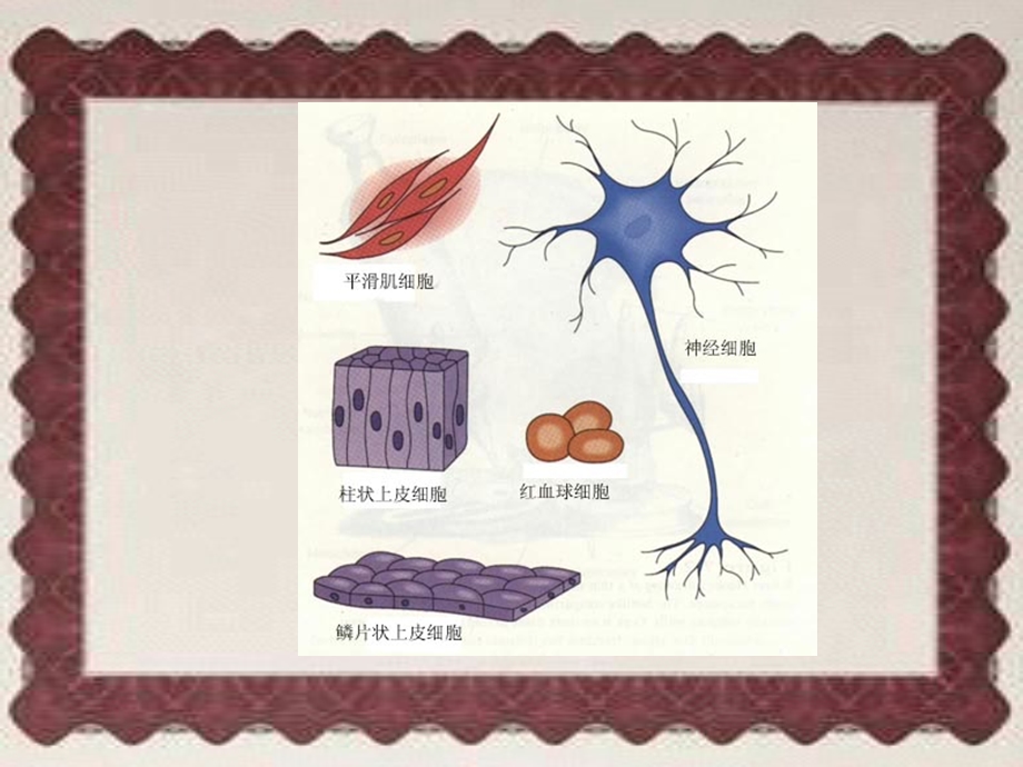 原代培养与传代培养技术课件.ppt_第2页