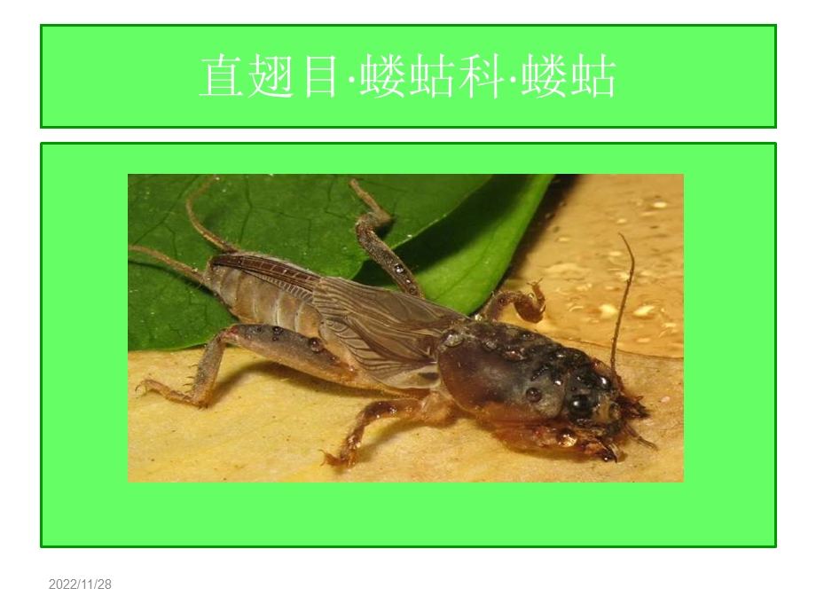 农业昆虫分类识别备课讲稿课件.ppt_第3页