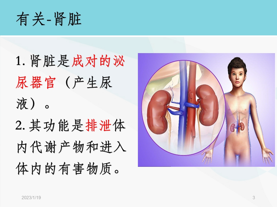 学前儿童的泌尿系统的特点及保育课件.ppt_第3页