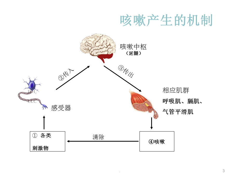 小儿咳嗽用药课件.ppt_第3页