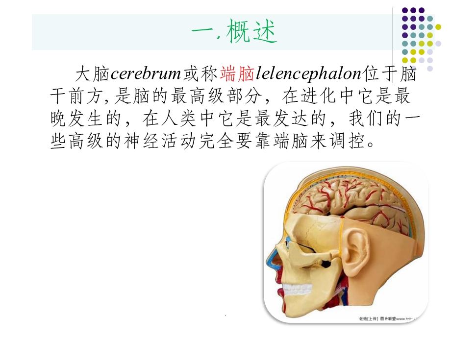 大脑皮质的功能定位课件.ppt_第2页