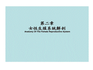 妇产科学女性生殖系统解剖课件.ppt