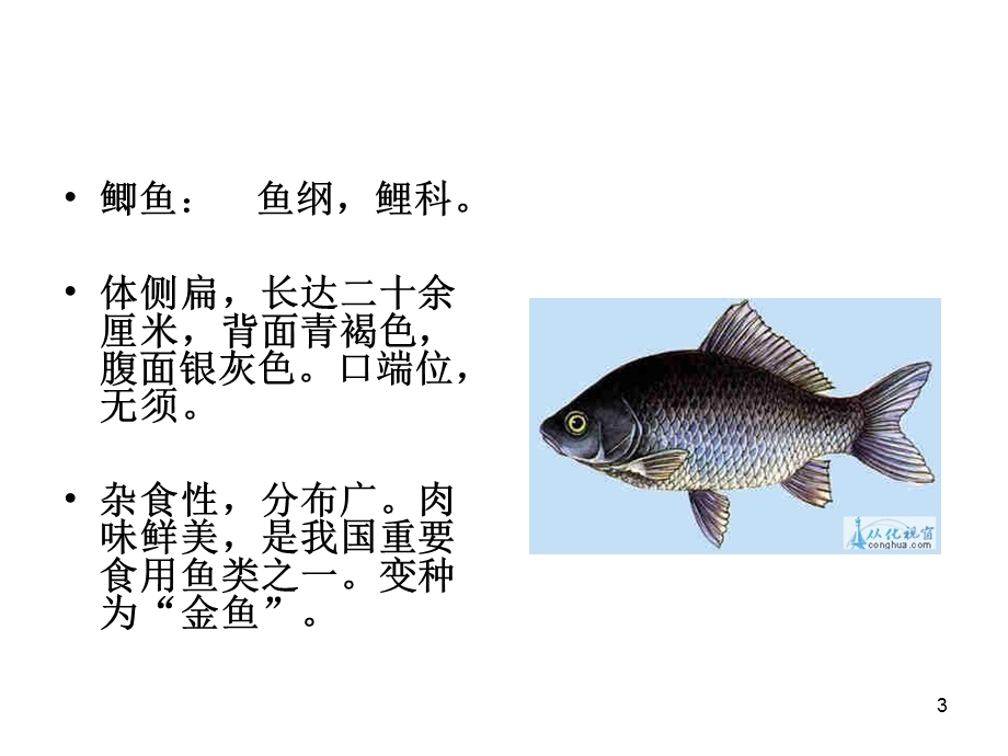 常见淡水鱼课件.ppt_第3页