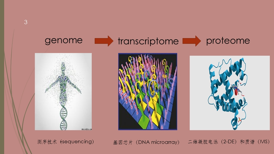 基因组学与其他组学的关系课件.ppt_第3页