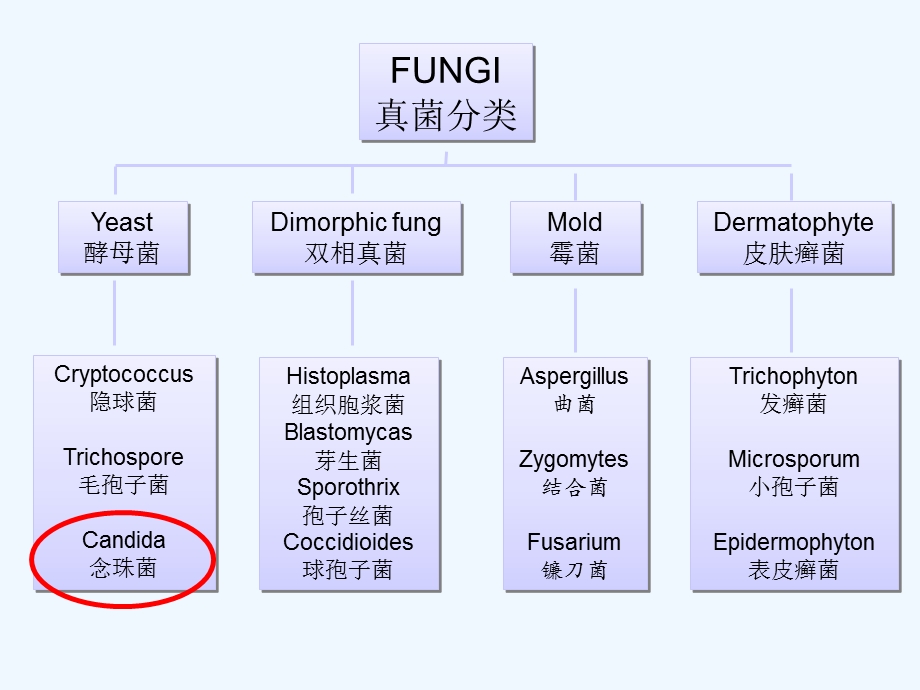 念珠菌血流感染课件.ppt_第2页