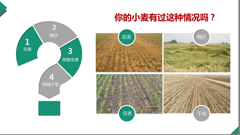 冬小麦备播及播种技术课件.pptx_第3页