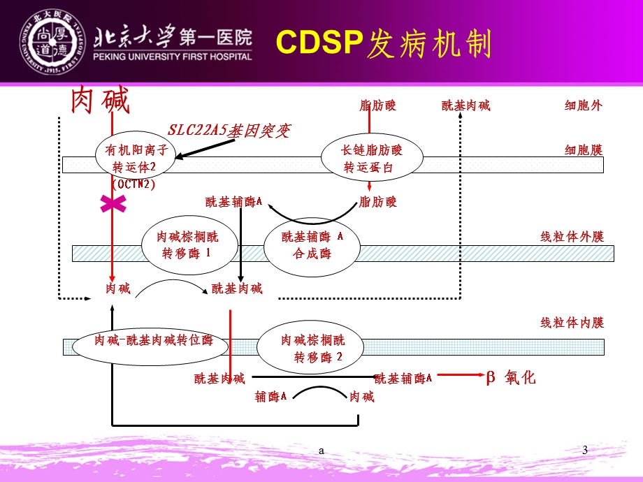 全身型原发性肉碱缺陷课件.ppt_第3页