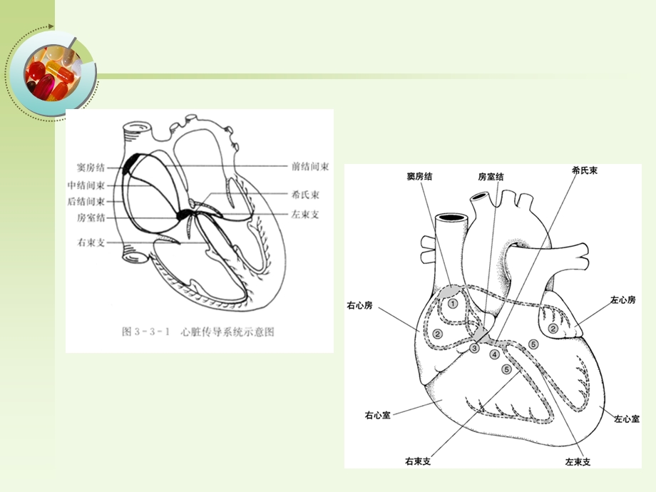 危险性心律失常的急救与护理新课件.pptx_第3页