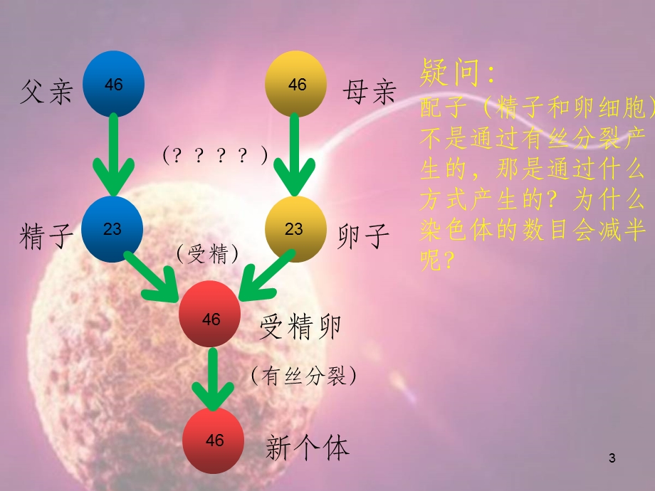 减数分裂(公开课)课件.ppt_第3页