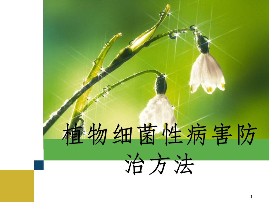 植物细菌性病害防治方法课件.ppt_第1页