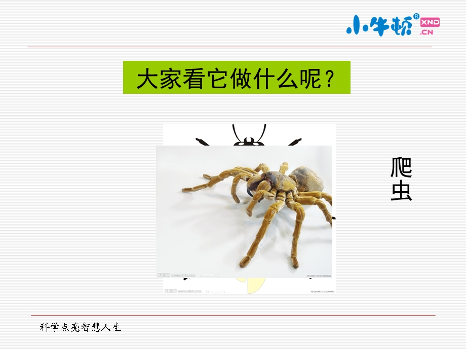 爬虫手工制作完美版课件.ppt_第2页