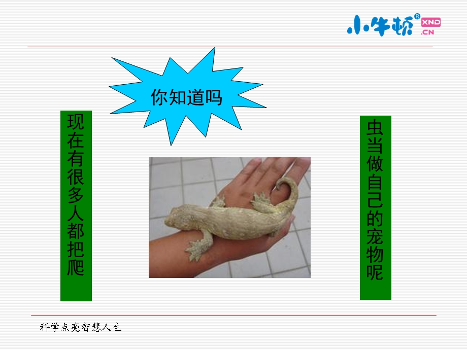 爬虫手工制作完美版课件.ppt_第3页