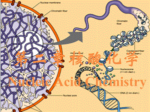 第二章核酸化学课件.ppt