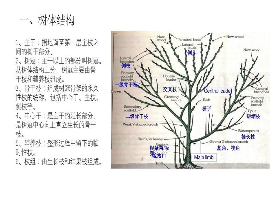 果树整形修剪技术图解课件.ppt_第3页