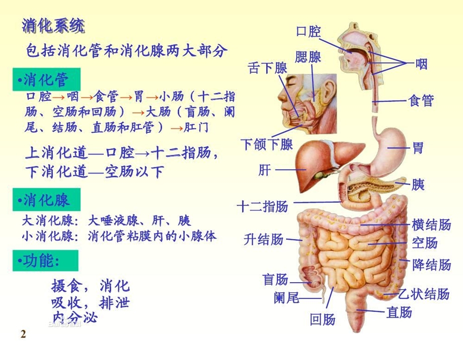 消化系统疾病的营养治疗课件.ppt_第2页