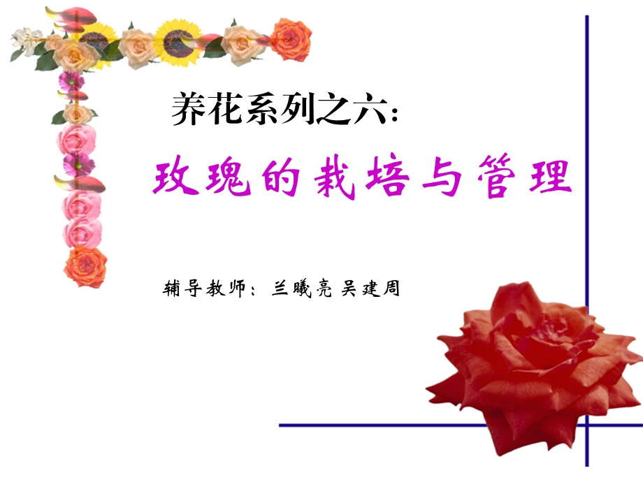 玫瑰的栽培与管理精品课件.ppt_第1页