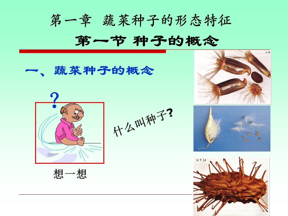 第二章蔬菜种子形态特征课件.ppt_第1页