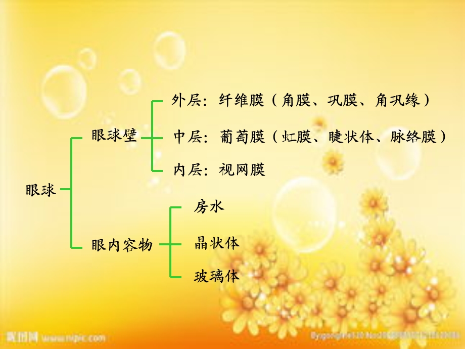 眼球的解剖与生理课件.ppt_第2页