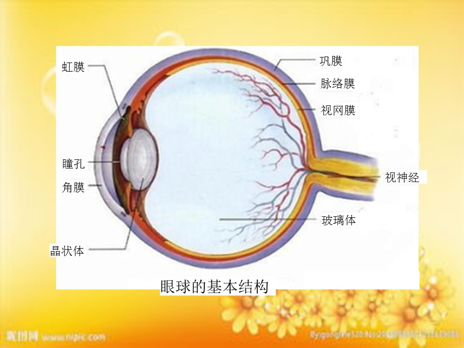 眼球的解剖与生理课件.ppt_第3页