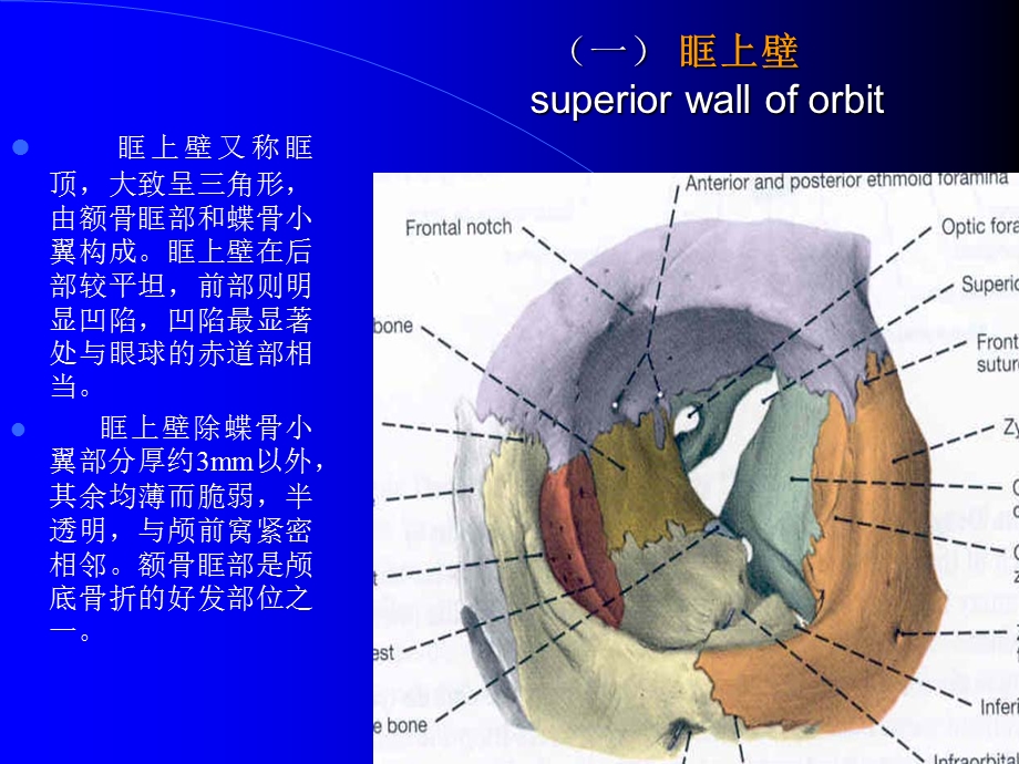 眼眶解剖课件.ppt_第3页