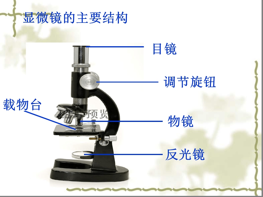 用显微镜观察身边的生命世界二课件.ppt_第3页