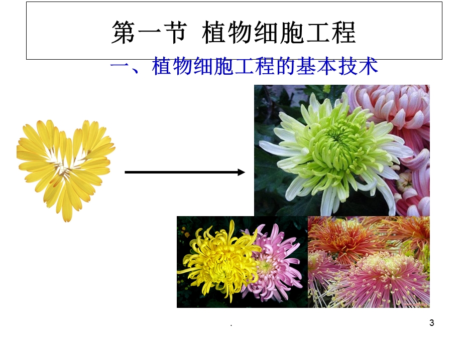 植物细胞工程课件.ppt_第3页