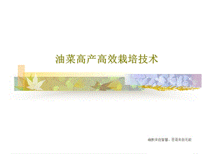 油菜高产高效栽培技术课件.ppt