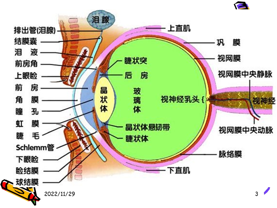 眼科基础知识知识讲解课件.ppt_第3页