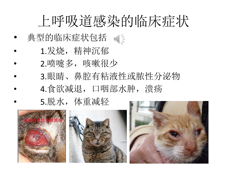 猫的鼻气管炎、感冒等呼吸道疾病的诊断、区分、护理课件.pptx_第3页