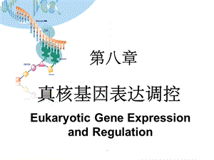 真核生物基因表达调控课件.ppt