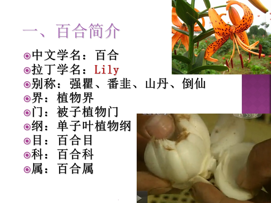 百合栽培技术课件.ppt_第3页