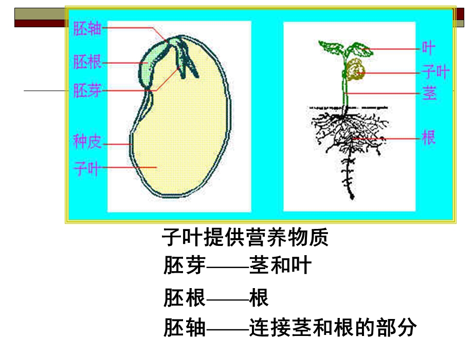 第一章粮油食品原料课件.ppt_第3页