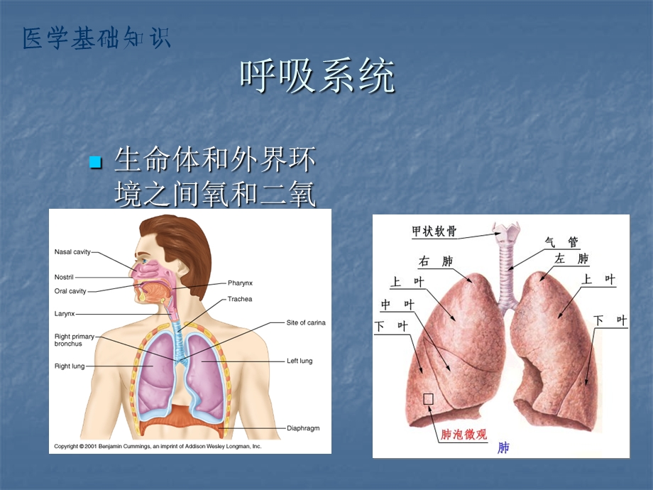 无创呼吸机原理及适应症课件.ppt_第3页