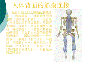 筋膜连接系统解剖课件.ppt