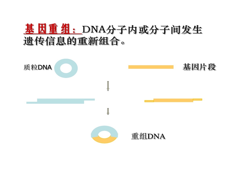 生物化学第40章基因工程和蛋白质工程课件.ppt_第2页