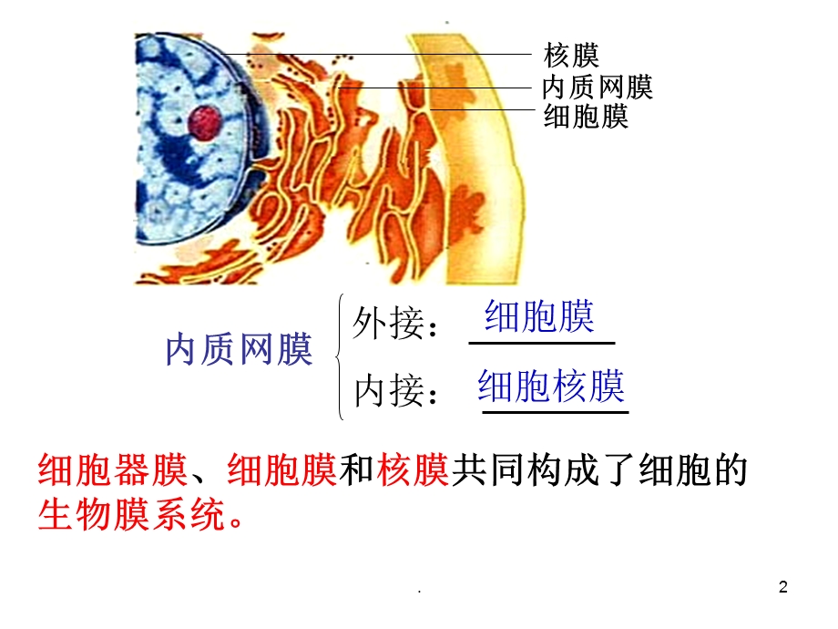 生物膜系统课件.ppt_第2页