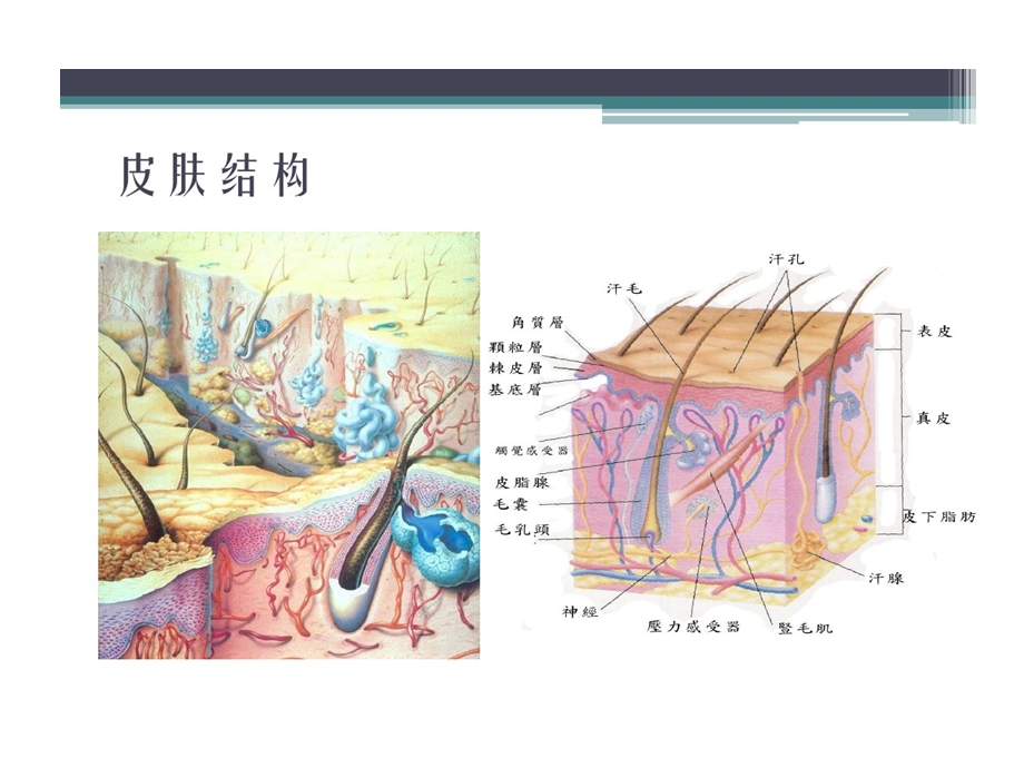 激光医学激光皮肤基础课件.ppt_第3页