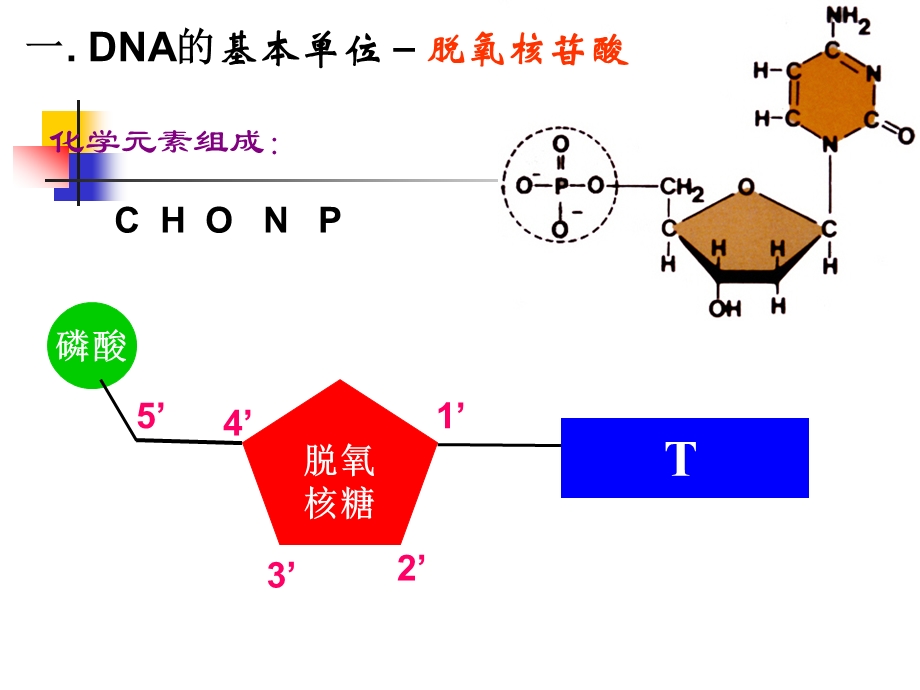 第二节DNA分子结构课件.ppt_第2页