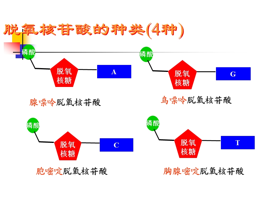 第二节DNA分子结构课件.ppt_第3页