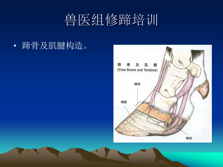 牧场奶牛的修蹄培训课件.ppt_第2页