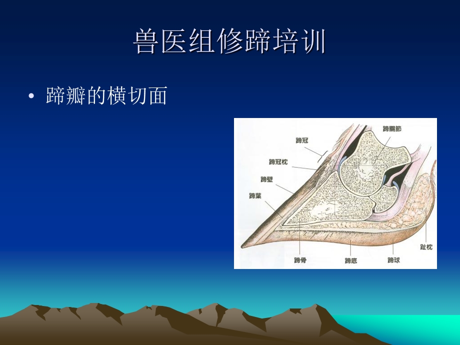 牧场奶牛的修蹄培训课件.ppt_第3页