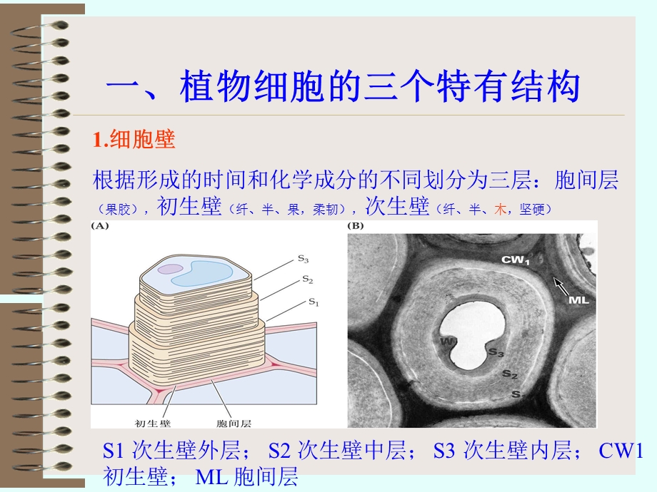 种子植物形态解剖学课件.ppt_第2页