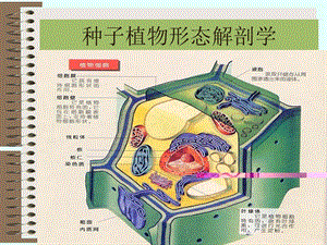 种子植物形态解剖学课件.ppt