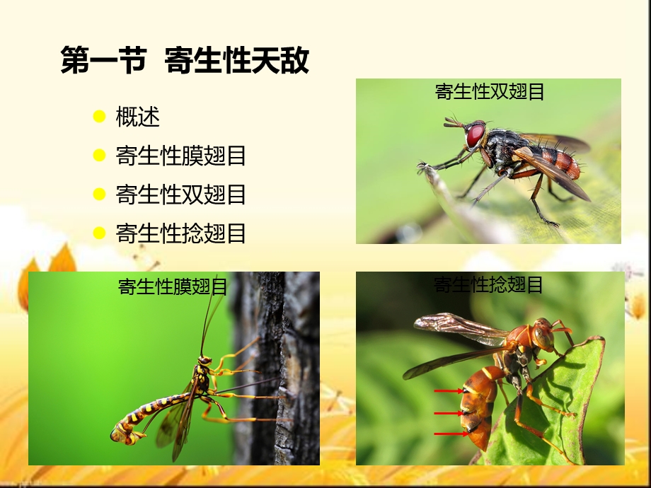 生物防治资源课件.ppt_第3页