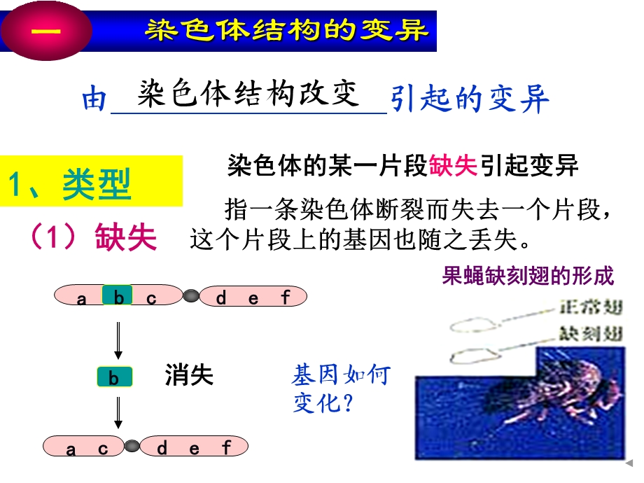 新授课ppt课件第节染色体变异.ppt_第2页