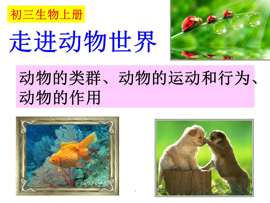 第一节腔肠动物和扁形动物课件.ppt_第1页