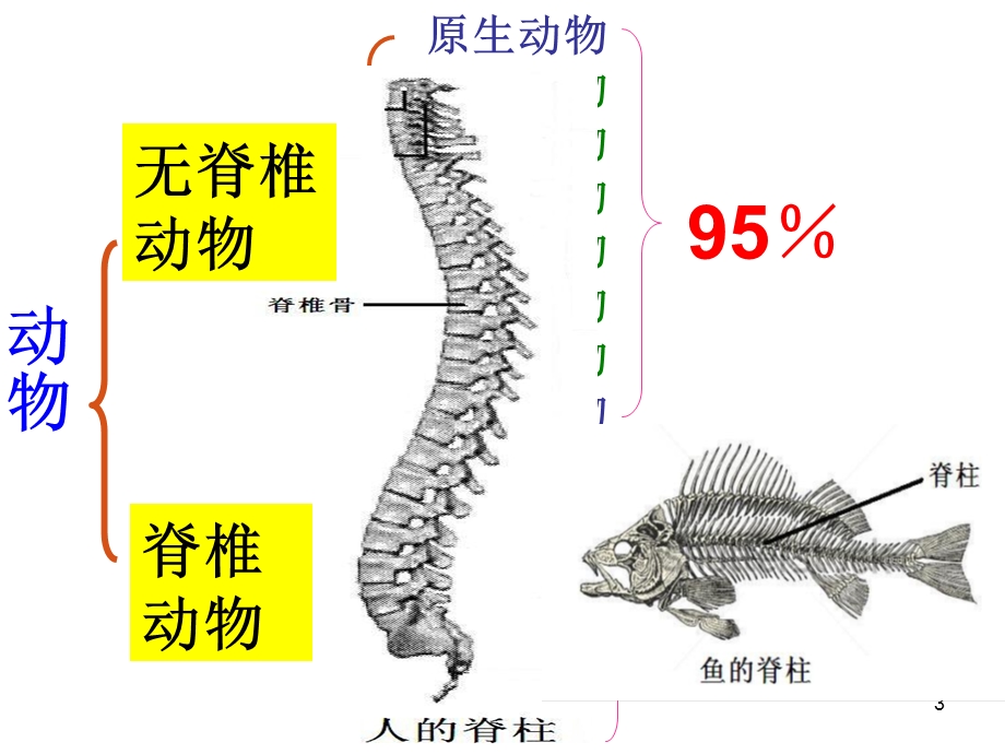 第一节腔肠动物和扁形动物课件.ppt_第3页