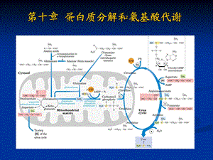 第十章蛋白质分解和氨基酸代谢课件.ppt