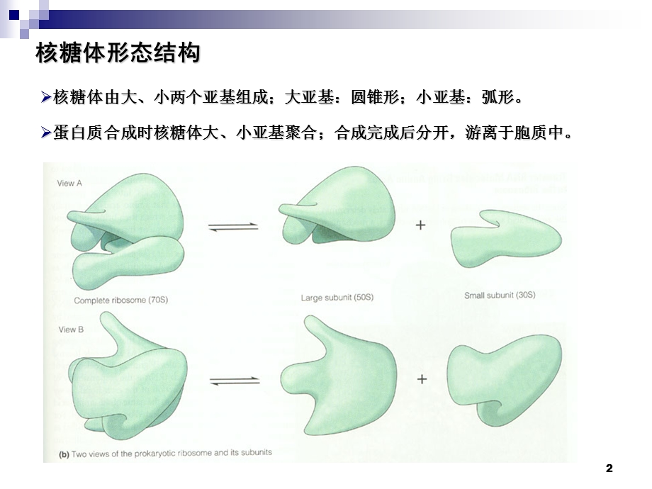 核糖体线粒体课件.pptx_第3页